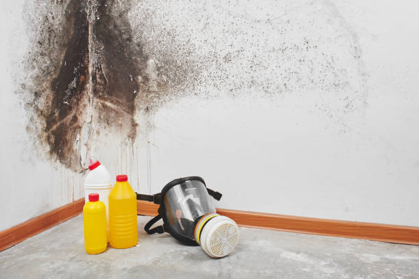Best Residential Mold Removal  in Sigourney, IA