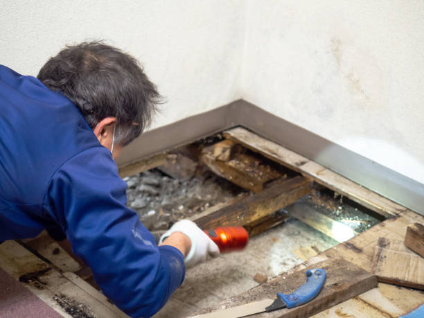 Best Home Mold Removal  in Sigourney, IA