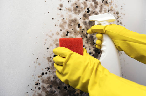 Best Office Mold Removal Services  in Sigourney, IA