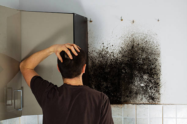 Office Mold Removal Services in Sigourney, IA