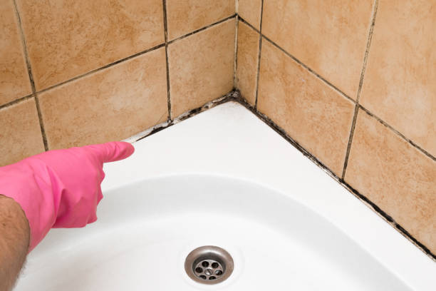 Best Toxic Mold Removal  in Sigourney, IA